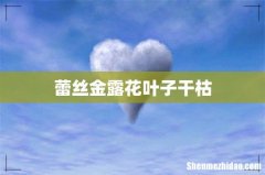 蕾丝金露花叶子干枯