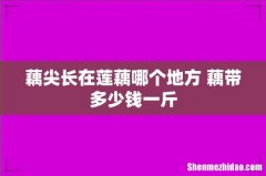 藕尖长在莲藕哪个地方 藕带多少钱一斤