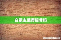 白藏主值得培养吗