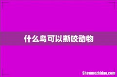 什么鸟可以撕咬动物