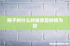 柿子树什么时候修剪树枝为好