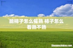 脆柿子怎么催熟 柿子怎么看熟不熟