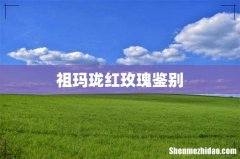 祖玛珑红玫瑰鉴别