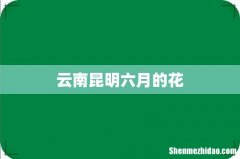 云南昆明六月的花