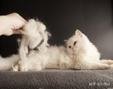 怎么清洗掉毛呢衣毛 如何清洗毛呢大衣干净又省力