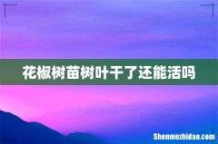 花椒树苗树叶干了还能活吗