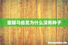 重瓣马齿苋为什么没有种子