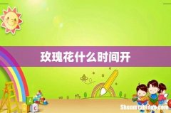 玫瑰花什么时间开