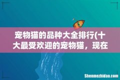 十大最受欢迎的宠物猫，现在国内最受欢迎的宠物猫是哪种猫？ 宠物猫的品种大全排行