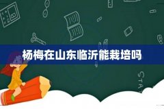 杨梅在山东临沂能栽培吗