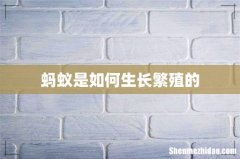 蚂蚁是如何生长繁殖的