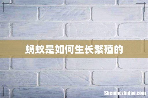 蚂蚁是如何生长繁殖的