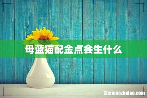 母蓝猫配金点会生什么