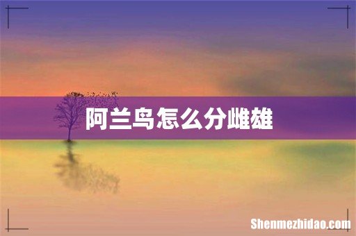 阿兰鸟怎么分雌雄