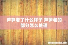 芦笋老了什么样子 芦笋老的部分怎么处理