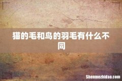 猫的毛和鸟的羽毛有什么不同