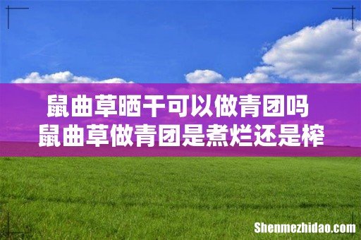 鼠曲草晒干可以做青团吗 鼠曲草做青团是煮烂还是榨汁