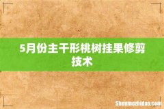 5月份主干形桃树挂果修剪技术