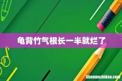龟背竹气根长一半就烂了
