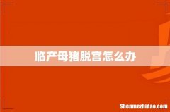 临产母猪脱宫怎么办