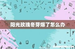 阳光玫瑰冬芽爆了怎么办