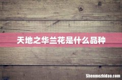 天地之华兰花是什么品种