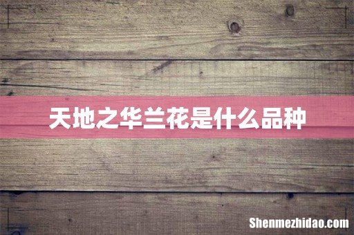 天地之华兰花是什么品种
