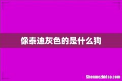 像泰迪灰色的是什么狗