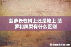 菠萝长在树上还是地上 菠萝和凤梨有什么区别