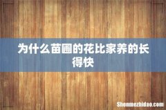 为什么苗圃的花比家养的长得快