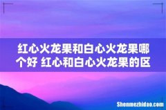 红心火龙果和白心火龙果哪个好 红心和白心火龙果的区别