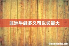 非洲牛蛙多久可以长最大