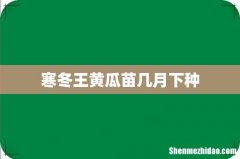寒冬王黄瓜苗几月下种