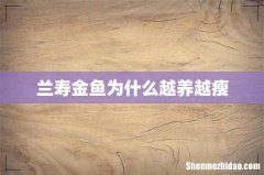 兰寿金鱼为什么越养越瘦