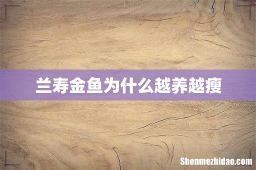 兰寿金鱼为什么越养越瘦