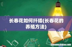 长春花的养殖方法 长春花如何扦插