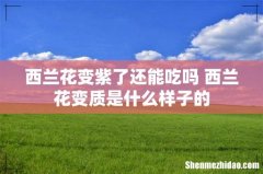 西兰花变紫了还能吃吗 西兰花变质是什么样子的