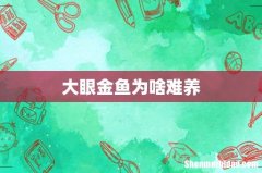 大眼金鱼为啥难养
