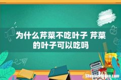 为什么芹菜不吃叶子 芹菜的叶子可以吃吗