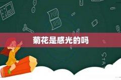 菊花是感光的吗