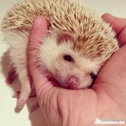 刺猬腿僵了怎么办 小刺猬腿突然不能走路了