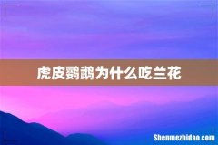 虎皮鹦鹉为什么吃兰花