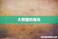 大熊猫的祖先