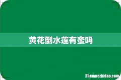 黄花倒水莲有蜜吗