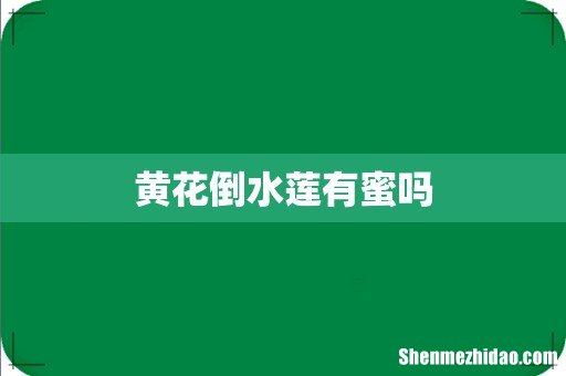 黄花倒水莲有蜜吗