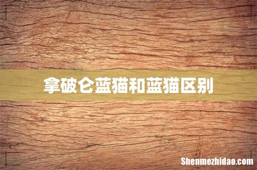 拿破仑蓝猫和蓝猫区别