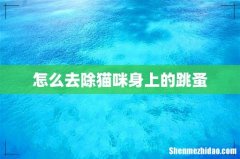 怎么去除猫咪身上的跳蚤