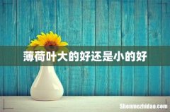 薄荷叶大的好还是小的好