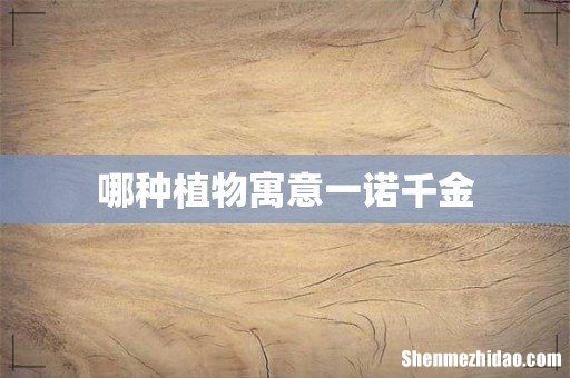 哪种植物寓意一诺千金