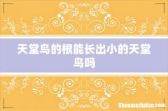 天堂鸟的根能长出小的天堂鸟吗